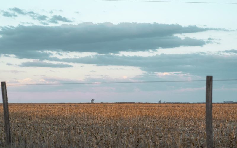 Zimbabwe: CSR cases advancing sustainable agriculture and youth employment in communities